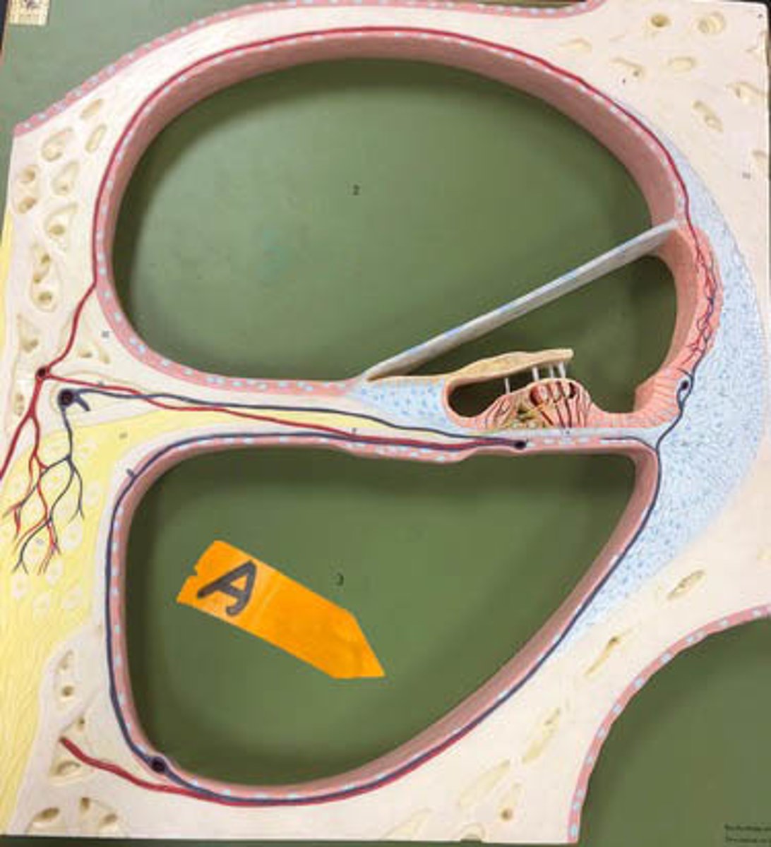 <p>Identify this compartment.</p>