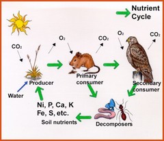 <p>Nutrients cycle within ecosystems, involving key cycles like the Carbon Cycle, Nitrogen Cycle, and Water Cycle.</p>