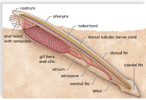 <p><span>class Leptocardii</span></p><ul><li><p><span>notochord never becomes a vertebral column</span></p></li><li><p><span>Knife-shaped bodies a few centimeters long</span></p></li><li><p><span>Live in shallow coastal waters</span></p></li><li><p><span>Retain all four chordate characteristics as an adult</span></p></li><li><p><span>Segmentation - muscles and branched nerve cord </span></p></li></ul><p></p><p></p>