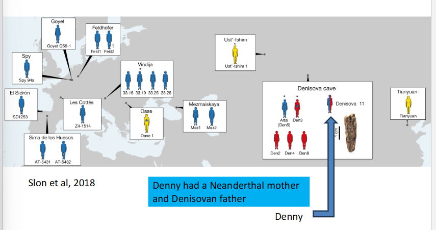 <ul><li><p>yes, the Denisovans!</p></li></ul><p></p>