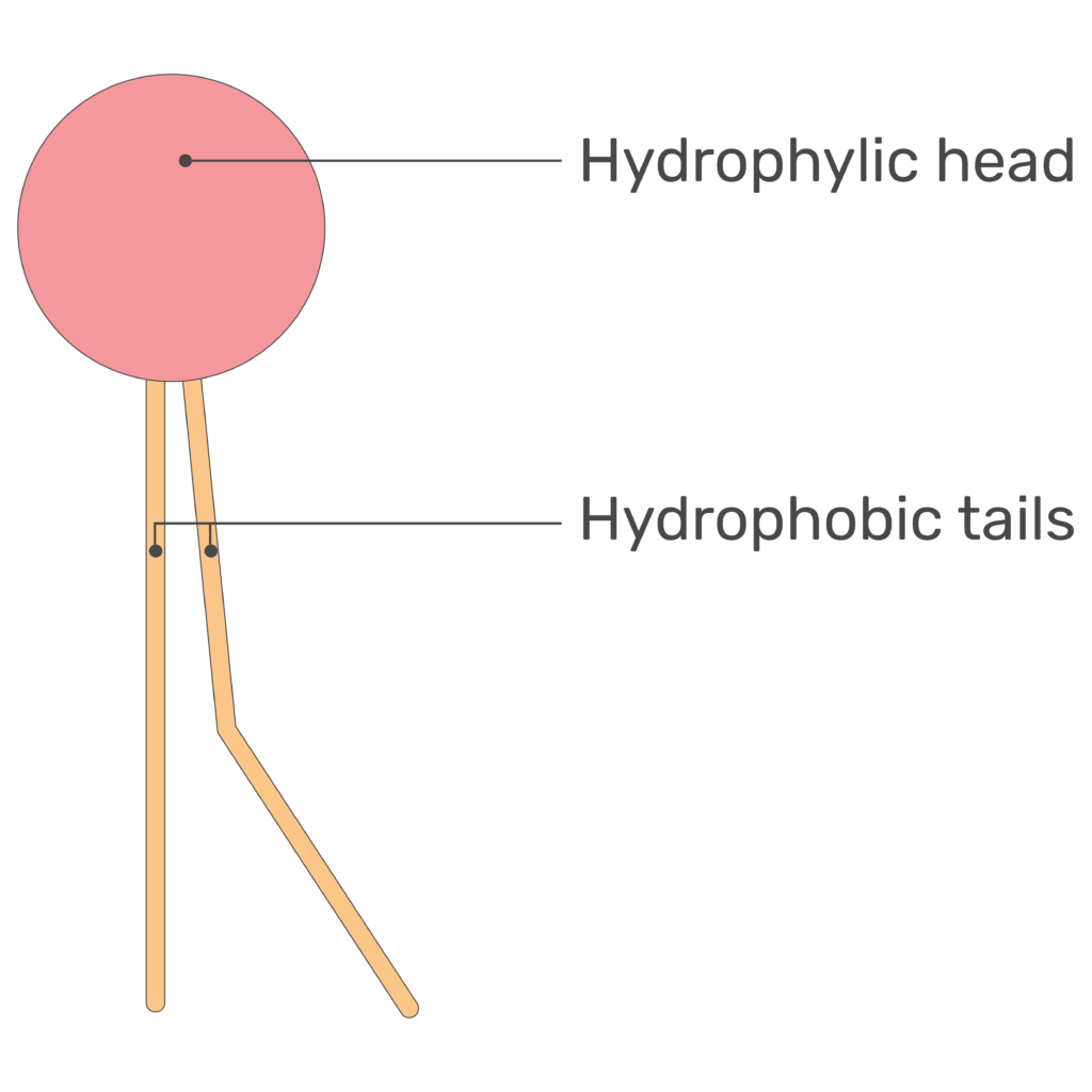 <ul><li><p>Made up of the phospholipid bilayer</p></li><li><p>Steroids, proteins, and phospholipids can very freely move across the plasma membrane when it wants to be fluid</p></li><li><p>Only small, hydrophobic molecules such as O2 can go through it</p></li><li><p>Although a little water can get through on its own, aquaporins are proteins that allow water to get through in larger amounts</p></li></ul><p></p>