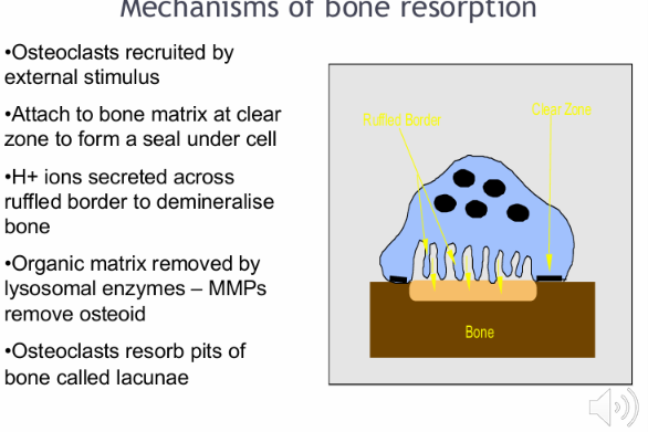 <ul><li><p>External stimulus</p></li><li><p>Bone matrix at clear zone to form a seal under cell</p></li><li><p>Secrete hydrogen ions across ruffled border to demineralise bone</p></li><li><p>Cannot break down unmineralized organic matrix aka osteoid so MMPs and other collagenase enzymes must remove the osteoid first to allow it to resorb the mineralised bone </p></li><li><p>Osteoclasts resorb pits of bone called lacunae</p></li></ul><p></p>