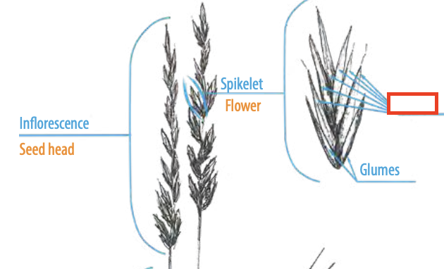 <ul><li><p><span><span>one of the small flowers forming the head of a composite plant</span></span></p></li></ul><p></p>