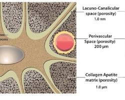 <p>connective tissue</p>
