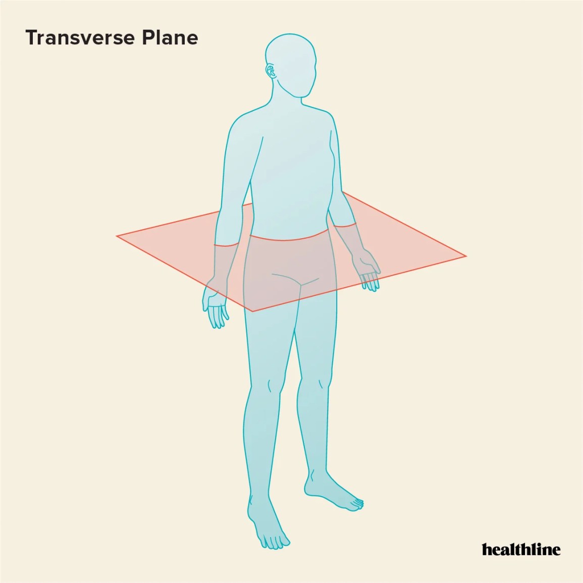 <p>divides the body in top &amp; bottom alf </p>