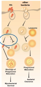<ol><li><p>Het blokkeert de fusie van het fagosoom met het lysosoom</p></li><li><p>Het kan ontsnappen uit het fagosoom</p><p>→ extracellulaire eiwitten zijn centraal in beide processen</p></li></ol><p></p><p>→ M. Tuberculose scheidt dus ook eiwitten uit</p><p>= ze hebben een type VII secretiesysteem<br>Functie: transport van specifieke virulentie-eiwitten door de dikke, mycolzuur-rijke celwand naar buiten</p><p>→ deze eiwitten dragen bij aan o.a. overleving in macrofagen, immuunmodulatie (fagosoom) en membraandisruptie</p>