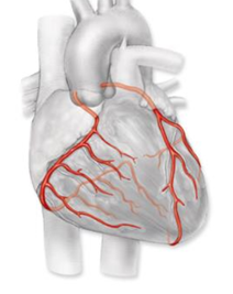 <p>right coronary artery, left coronary artery, supply the heart cardiac muscle</p>