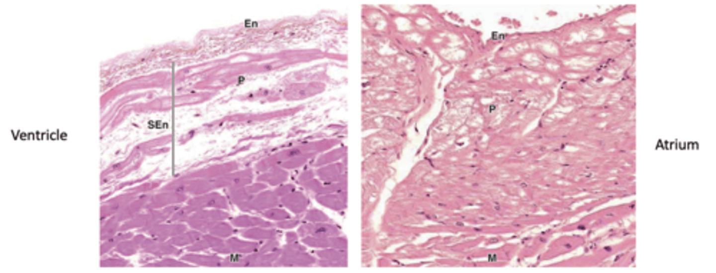 <p>Where are atrial Purkinje fibers located relative to the endothelium?</p>