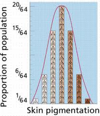 <p>a trait controlled by two or more genes; produce a wide range of phenotypes</p>