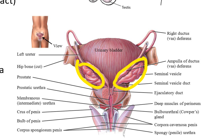 posterior to bladder, theres 2.