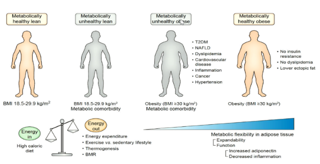 <p>Visceral fat is metabolically active and acts as an endocrine organ.</p><p>It:</p><ul><li><p>Releases free fatty acids.</p></li><li><p>Produces inflammatory cytokines.</p></li><li><p>Promotes insulin resistance.</p></li><li><p>Alters adipokine production.</p></li><li><p>Increases risk of:</p><ul><li><p>Type 2 diabetes</p></li><li><p>MASLD</p></li><li><p>Cardiovascular disease</p></li></ul></li></ul><p></p>