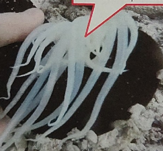 <p>what is this being pointed to on this sea cucumbers</p>