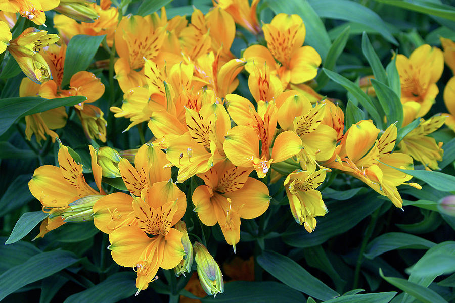 <p>Alstroemeria aurantiaca</p>