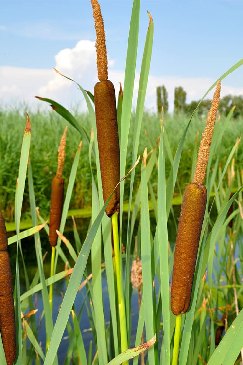 <p>pithy, tiny, numerous, cylindrical spike, nutlets, long, slender hairs</p>