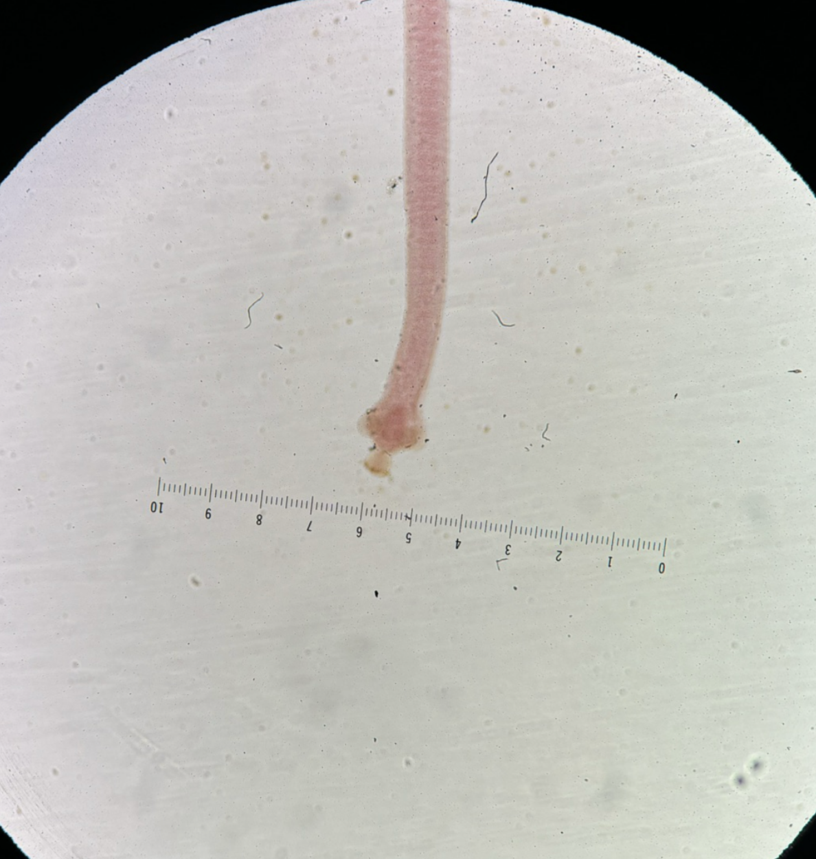 <p>Kingdom?</p><p class="p1">Phylum?</p><p class="p1">Class?</p><p class="p1">Subclass?</p><p class="p1">Order?</p><p class="p1">Family?</p><p class="p1">Species?</p>