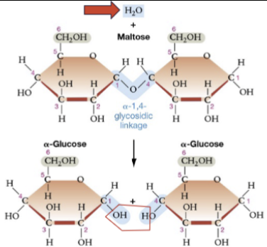 <p>a water molecule is added to break bond</p>