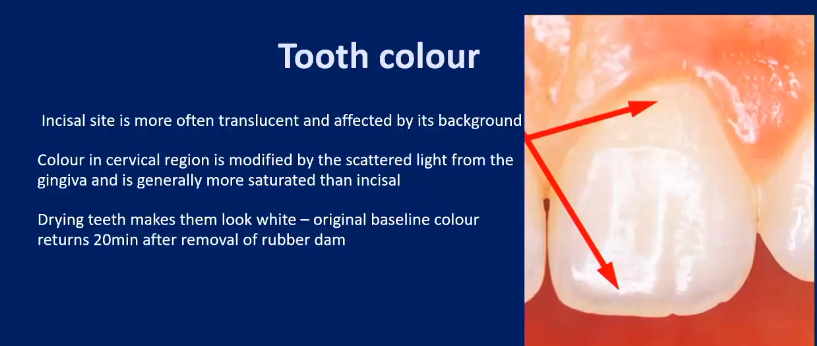 <p><strong><u>Incisal site: </u></strong> is more often translucent and affected by its background</p><p><strong><u>Cervical: </u></strong>modified by the scattering of light from the gingiva and is generally more saturated than incisal (dentine underneath - thinner enamel here)</p><p><strong>when dry </strong>- so get patient to lick their teeth </p>