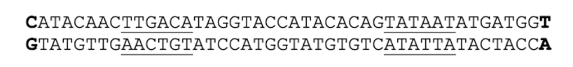 <p>What strand is the template for the model rna?</p>