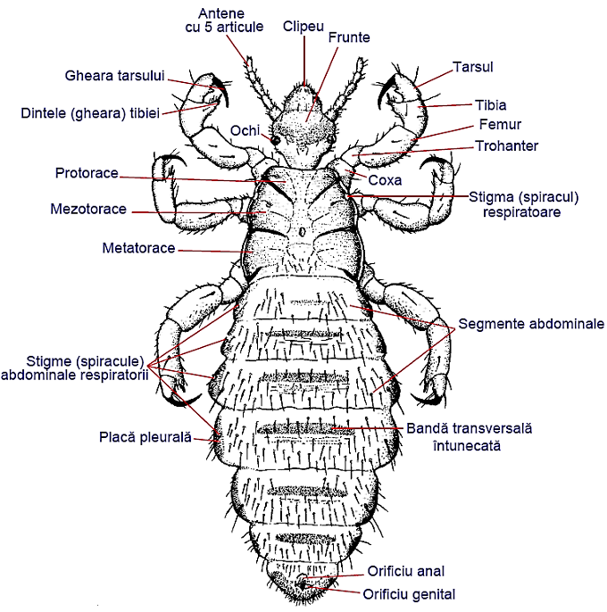 <p>(Might be on exam)</p>