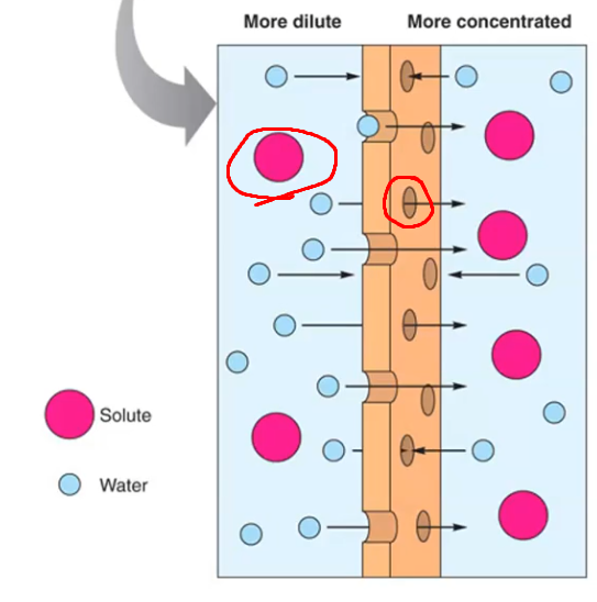 <p>If diffusion cannot occur across a semipermeable due to size or other factors, osmosis occurs until solutes are equal on both sides. </p>