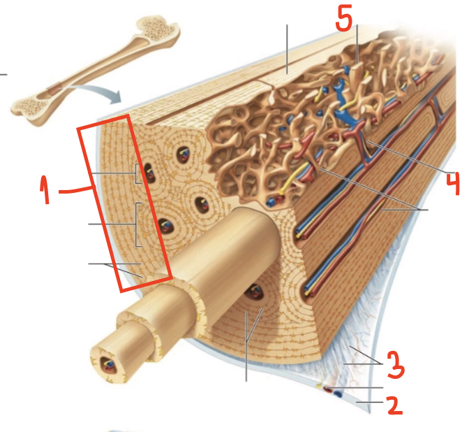 <p>Label the parts of the microscopic structure of compact bone</p>