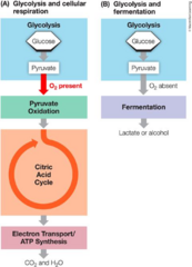 <p>Mitochondrial matrix process converting pyruvate to acetyl CoA, producing CO2 and NADH.</p>