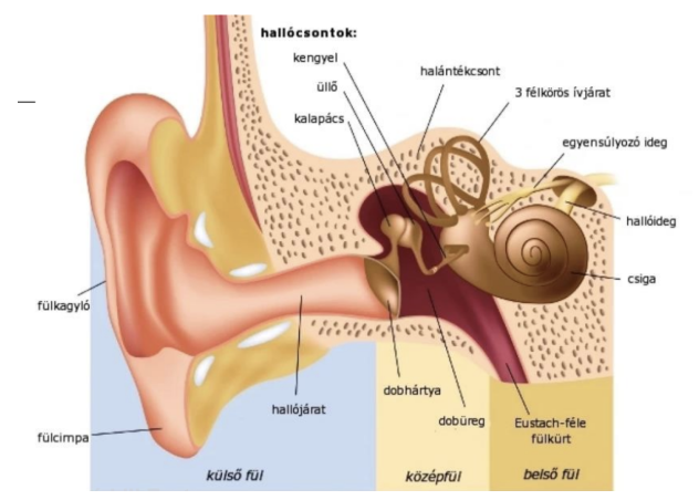 <ul><li><p><em>Organum vestibulocochleare</em></p></li></ul><ul><li><p style="text-align: justify;"><span style="background-color: transparent;">Két érzékszerv anatómiailag szorosan összefügg</span></p></li><li><p style="text-align: justify;"><span style="background-color: transparent;">Hallószerv <strong>3</strong> része: külsőfül, középfül, belső fül</span></p><ul><li><p style="text-align: justify;"><span style="background-color: transparent;">Külső és közép: hallás</span></p></li><li><p style="text-align: justify;"><span style="background-color: transparent;">Belső: labirintus, halló- és egyensúlyozó</span></p></li></ul></li></ul><p></p>