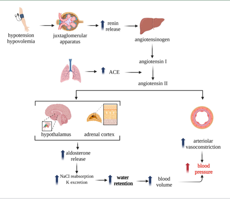 <p>BP low → intrarenal receptors in renal artery sense low pressure OR low NaCl filtrate in macula densa —> release renin → activate RAS</p>