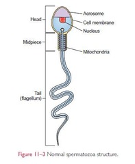<p>What are three ways that the structure of a sperm cell enhances its function?</p>