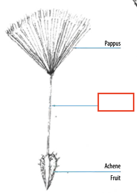 <ul><li><p><span><span>a rigid, usually firm, and tapering projection or tip found on certain plant structures, particularly seeds and fruits</span></span></p></li><li><p><span><span>often a prolongation of the ovary or style that remains after fertilization</span></span></p></li></ul><p></p>