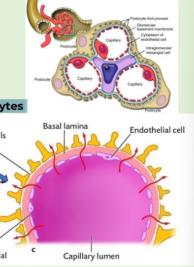 <p>podocytes</p>