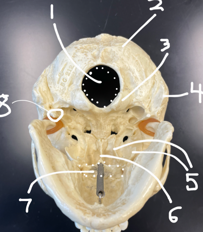 <p>8</p>