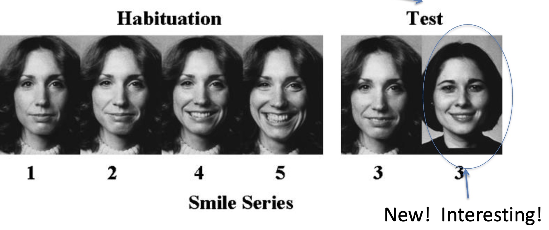 <ul><li><p>they recognize a new face as novel, meaning they discriminate between them</p></li></ul><p></p>