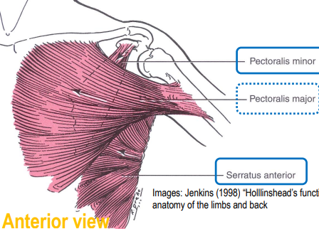 <ul><li><p>pectoralis minor</p></li><li><p>pectoralis major</p></li><li><p>serratus anterior</p></li></ul><p></p>