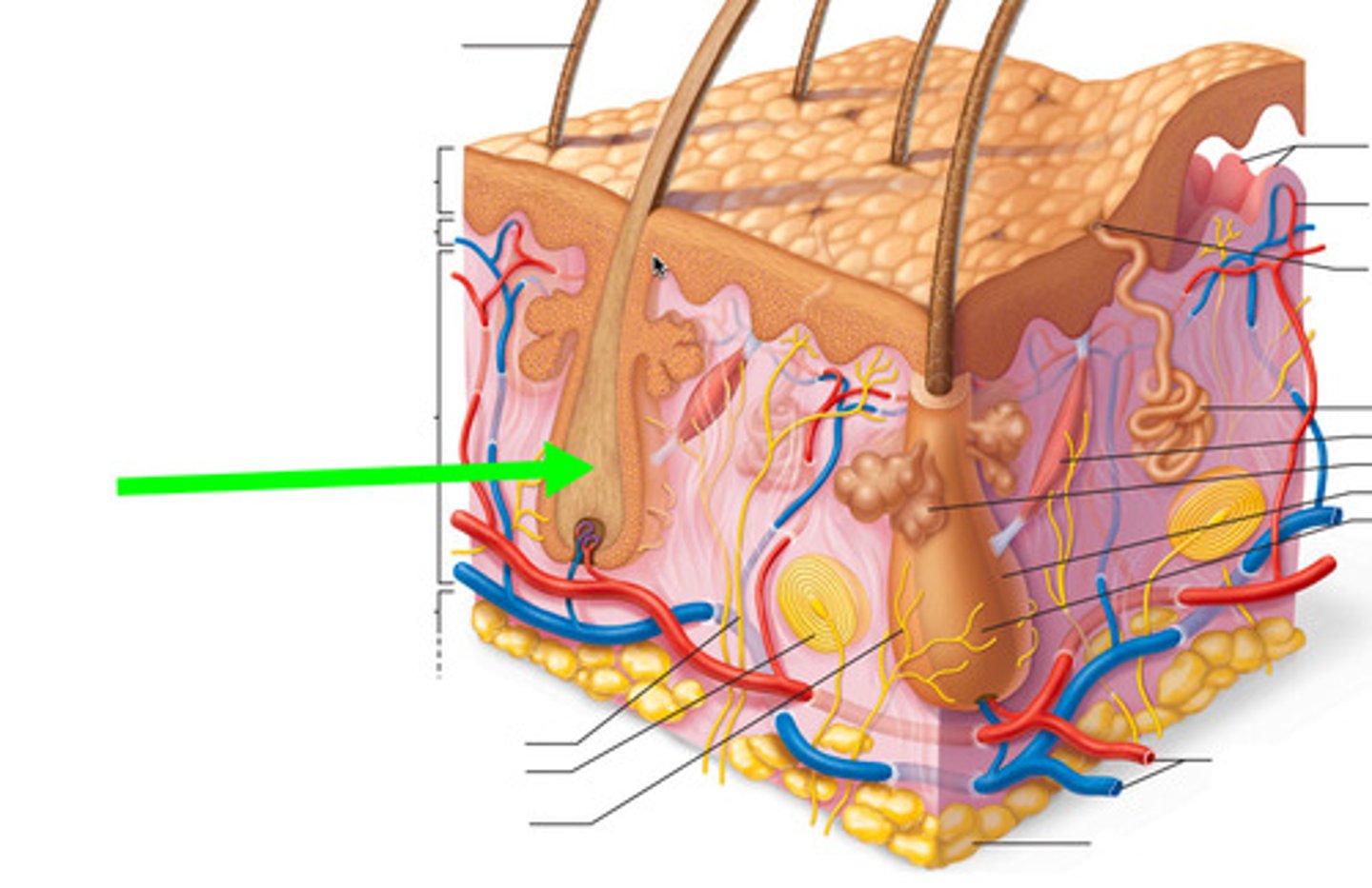 <p>The part of the hair located below the surface of the epidermis.</p>