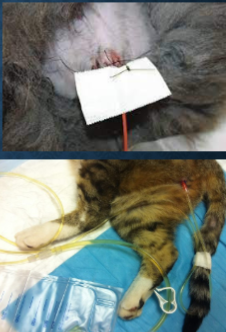 <ul><li><p>Various techniques</p></li><li><p>Typically require suture in cats</p></li><li><p>Important to decrease tension</p></li><li><p>Tail tape</p></li></ul><p></p>