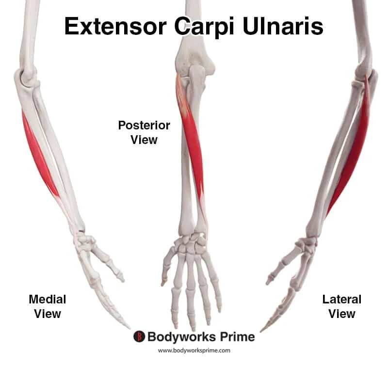<p>Extensor carpii ulnaris</p>