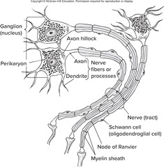 <p>Cells in the CNS that insulate axons of neurons.</p>