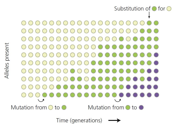 <p>The “Rate of Evolution”</p><ul><li><p>what does it mean</p></li><li><p>what is a mutation</p></li><li><p>what is substitution</p></li></ul><p></p>