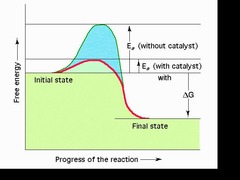 <p>Catalysts, reduce energy consumption</p>