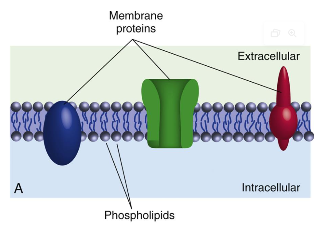<ul><li><p>lipid (fat), but has different proteins and channels embedded into it</p><ul><li><p>these serve as passages into and outside of the cell</p></li></ul></li><li><p>without protein channels, no ions could flow in/out of the cell</p><ul><li><p>different types of ion channels exist!</p></li></ul></li></ul><p></p>