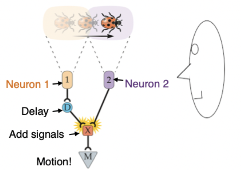 <p><strong>Reichardt Detector- Directionally Selective Unit</strong></p><ul><li><p> <span>These motion detecting circuits are called Reichardt detectors</span></p></li><li><p><span>They are simple neural circuits that our brains use for detecting movement</span></p></li><li><p><span>One neuron not enough</span></p></li></ul><p></p><ul><li><p><span>Have one neuron in peach, another in purple. This is my neuron & somewhere in the world is its receptive field</span></p></li><li><p><span>Looking at bugs for example. Looking at bug in peach, if its in this receptive field, if it moves to purple receptive field, neuron 2 will respond</span></p></li><li><p><span>Need some mechanism of combining those signals over time in order to sense motion.</span></p></li><li><p><span>Let's say neuron 1 fires once the ladybug enters its receptive field & then it sends its signals off to another neuron. This neuron allows signal to be delayed a little but, now added a delay into my circuit & then that neuron passes the signals on to yet another neuron down here</span></p></li><li><p><span>When lady bug enters this cells RF, neuron 2 responds & sends signals down to same neuron</span></p></li><li><p><span>If these signals reach X signal at the same time, and these signals added together, that is what signals movement to our brain</span></p></li><li><p><span>So this particular circuit will allow us to detect motion that is going rightward</span></p></li></ul><p></p>