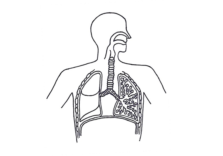 <p>Is this diagram an example of a tissue, organ or organ system?</p>