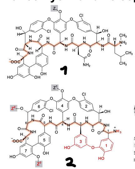 <p>Sonstige Hemmstoffe der Murein Biosynthese: Heptapeptide</p>