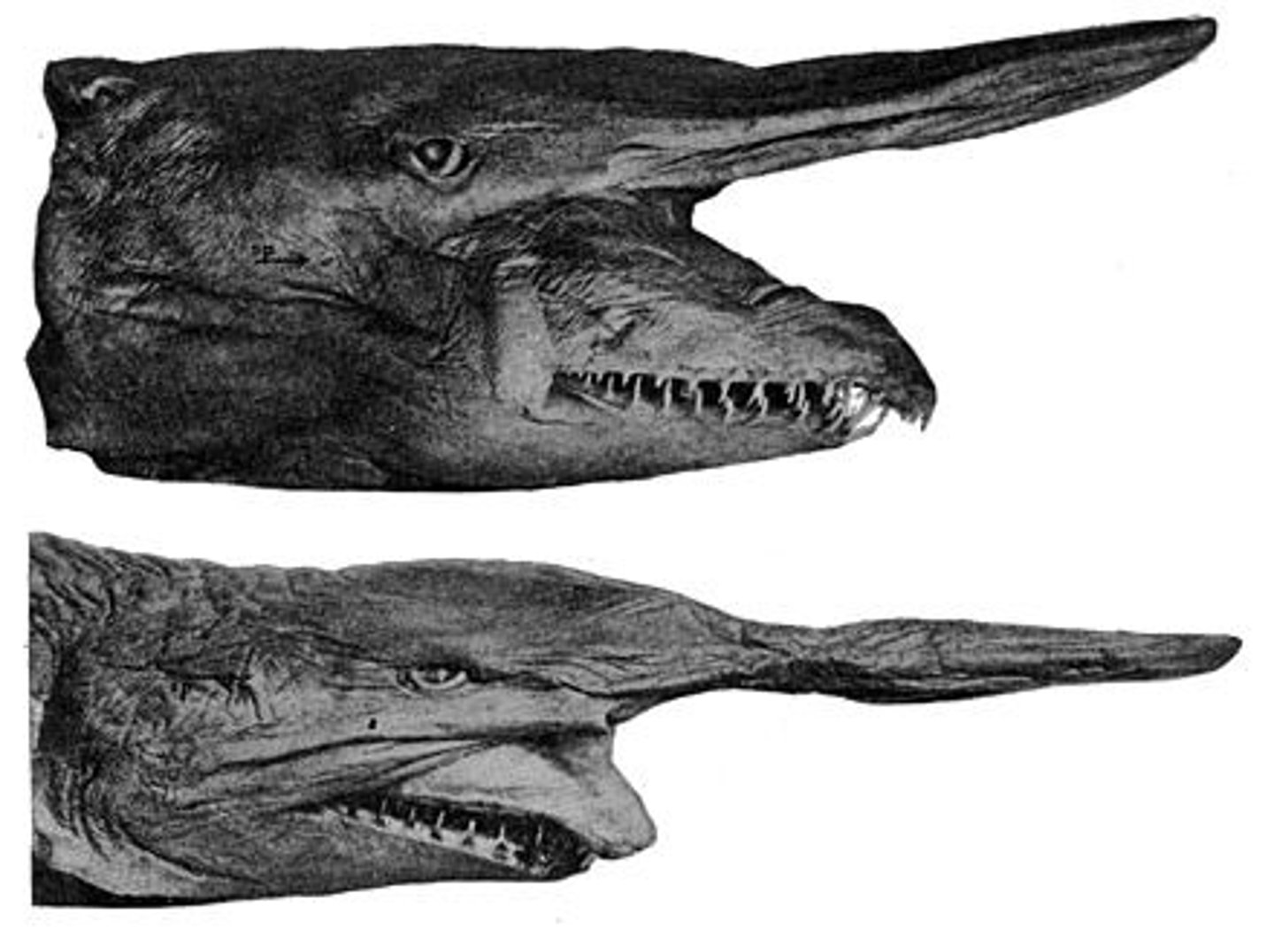 <p>Goblin shark jaws can do this almost to the snout's end.</p>