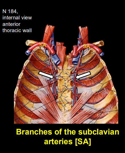 <p>Answer: Subclavian arteries.</p><p>Extra Information:</p><ul><li><p>They descend along the internal surface of the anterior thoracic wall.</p></li><li><p>The prework notes their use in coronary artery bypass grafting.</p></li></ul><p></p>