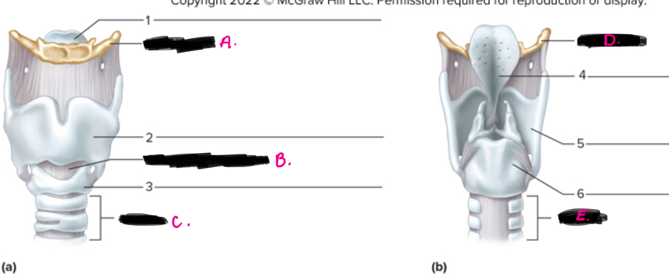 <p>what is 2 pointing to</p>