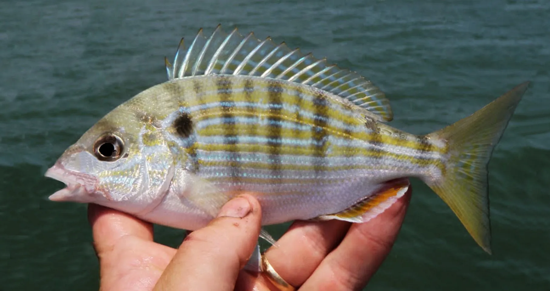 <p>Dark spot on gill cover, yellow-blue horizontal stripes, spiny dorsal fin</p>
