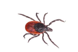 <p>What organism is this?</p>