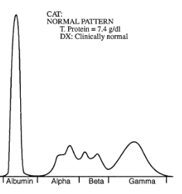 <p>SPE from a dogs. What is the most likely diagnosis? </p>